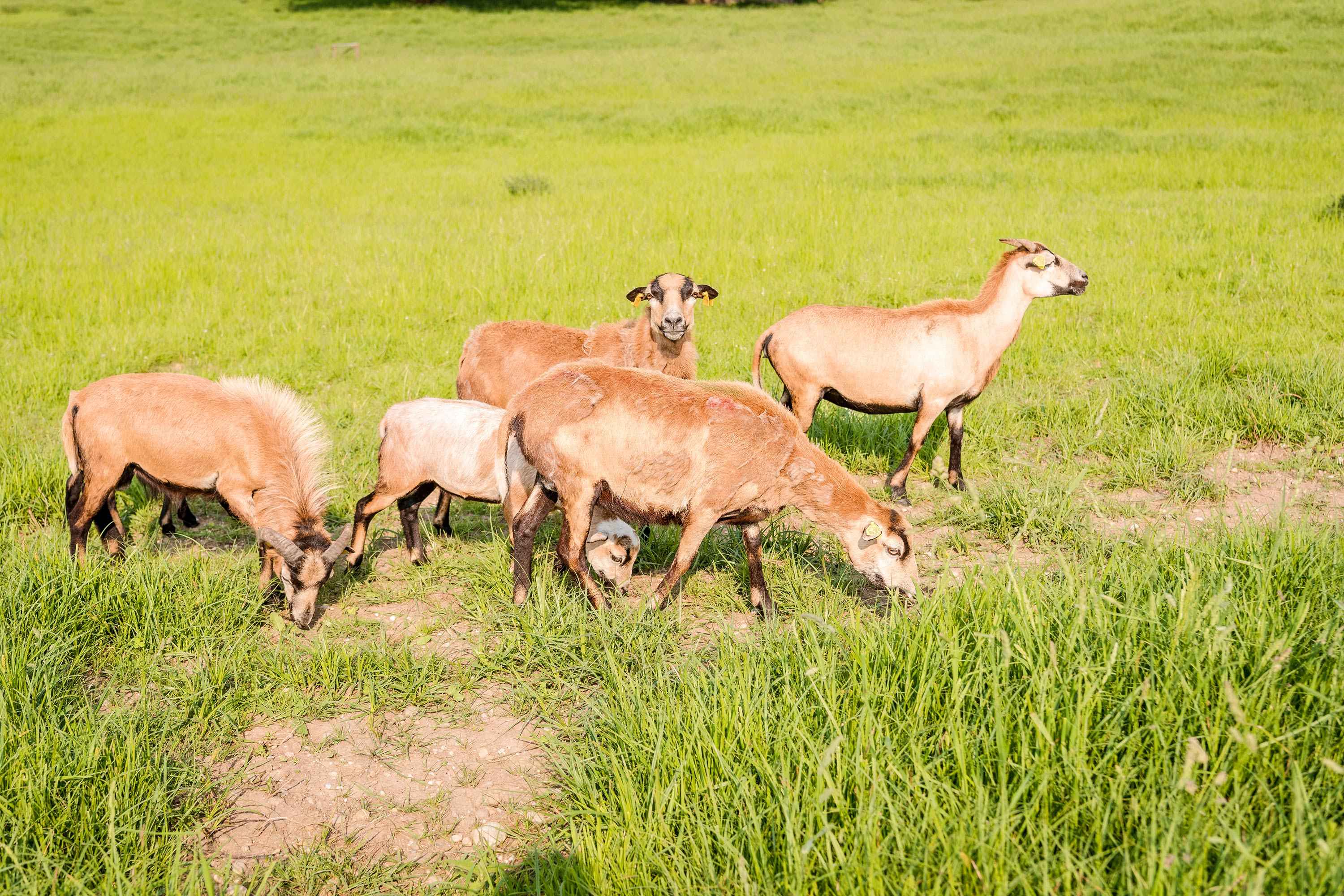 Tiere Frei Natur Wald Wiese